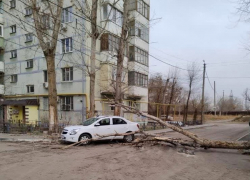 Из-за ветра в Астрахани на машину упало дерево