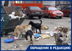 Стая голодных собак ищет пропитание у детского сада в Астрахани