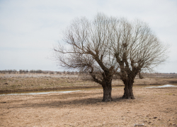 Один рубил, другой прикрывал: в Астрахани инспектора по охране лесов поймали на взятке 