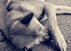 В Астрахани уличных собак будут тестировать на агрессивность