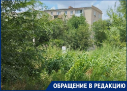 Жители микрорайона АЦКК в Астрахани просят благоустроить территорию, которая зарастает камышом