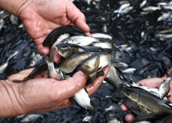 Под Астраханью искусственно восполнили запасы сазана в Волге
