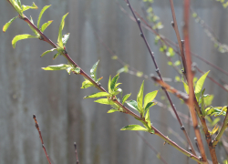Прогноз погоды, именины, праздники в Астрахани в среду 26 апреля