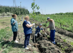 В 2023 году железнодорожники высадят в Астрахани около 4,5 тысяч деревьев