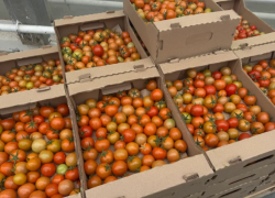 Крупная астраханская агрокомпания открыла вакансии с зарплатами до 180 тысяч