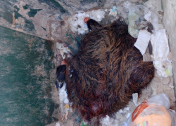 В Астрахани нашли шкуру огромного животного