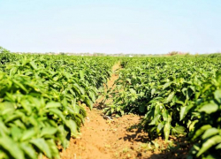 Под Астраханью созрел черный алмаз: его отправляют на местные рынки