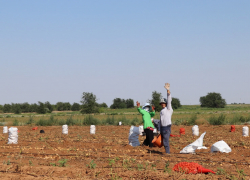 Стало известно, куда поставляют часть картофеля и лука из Астраханской области
