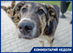 "Собака-то не виновата": астраханец подал иск в 1 миллиард рублей к городской администрации 