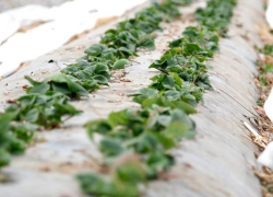 Фермеры открыли под Астраханью больше 20 новых КФХ