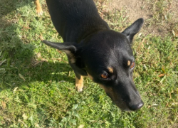 Астраханцев, мешающих отлову агрессивных собак, будут штрафовать