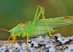 В Лиманском районе Астраханской области обнаружили признаки саранчи 