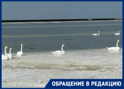 На озере Баскунчак лебеди попали в беду 