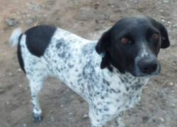 В Володарском районе обнаружено несколько трупов собак