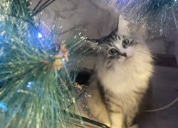 Астраханцы будут отдыхать на Новый год 12 дней