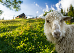 У астраханского фермера похитили 170 голов крупного рогатого скота 