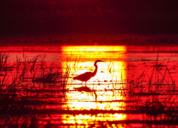Астраханскую область назвали одним из лучших мест встречи весны