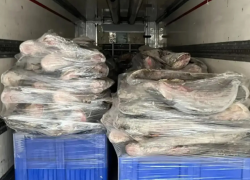 Под Астраханью незаконно реализовали 116 тонн немаркированной рыбы