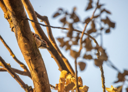 В Астраханской области встретили новую и редкую для нас птицу