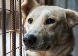 У собак из астраханского «Экоприюта» выявили смертельные заболевания