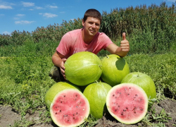 Астраханские селекционеры взяли курс на импортозамещение