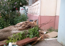 В Кировском районе Астрахани дерево свалилось на двух пенсионерок