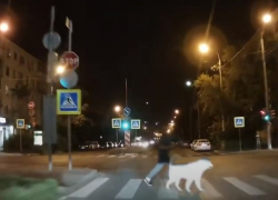 Астраханец с собакой чуть не попал под колёса автомобиля на перекрёстке 