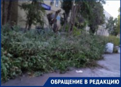 В Астрахани коммунальщики спилили деревья и оставили гнить на тротуаре