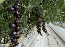 Необычные черные томаты созревают в астраханском тепличном комплексе