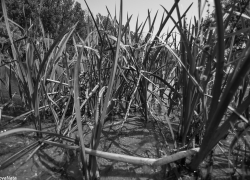 Мертвого астраханца нашли в камышах