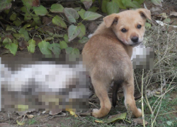 Астраханка предложила кормить бездомных собак, живущих на даче