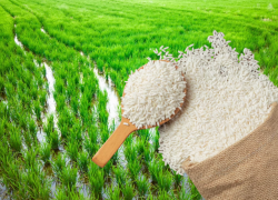 В Астраханской области появится комплекс по выращиванию риса