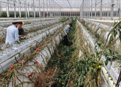 Стало известно, почему под Астраханью перестали собирать томаты и когда начнут снова