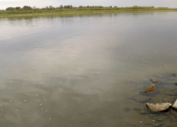 В Астрахани на реке Волга обнаружили радужную пленку площадью 300 «квадратов»