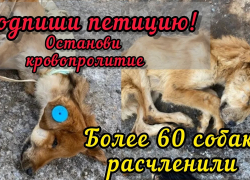 Жительница Смоленска просит наказать астраханских живодеров