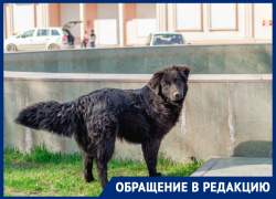 Жители Астрахани не могут попасть домой из-за собак 