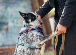 Астраханцам ужесточили правила выгула домашних собак