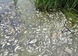 В Астраханской области из-за перекрытия канала погибло более 55 000 экземпляров рыбы