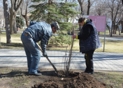 Астраханцев попросили не губить новые деревья и цветы