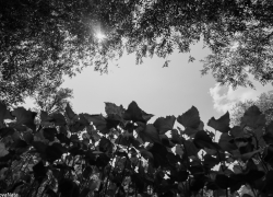 Чей череп нашли грибники в лесу под Астраханью