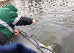 В реку Бахтемир Астраханской области слили нефтепродукты