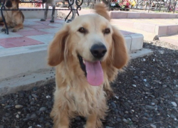 Жители села в Астраханской области вывозят собак на кладбище