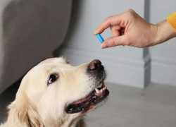 Вот так новость: витамины способны погубить кошек и собак