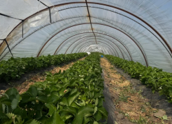 Объем инвестиций в астраханское сельское хозяйство превысил 50 миллиардов рублей