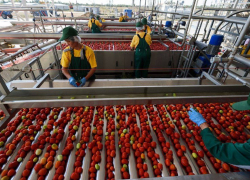 Астраханская область готова стать в стране главным  поставщиком важного продукта