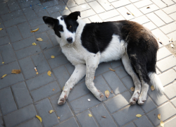 В Астрахани бродячего пса спасли волонтёры