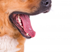 Астраханской области планируют дать право усыплять уличных собак 