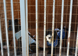 С начала апреля в астраханский приют попали 255 собак