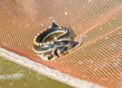 «ГАЗель» из Астрахани, гружённая чёрной икрой, задержана на границе