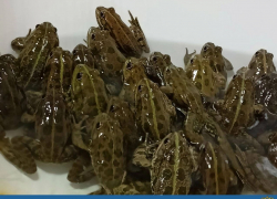 Лягушек, которые участвовали в опыте с рыбами, выпустили под Астраханью